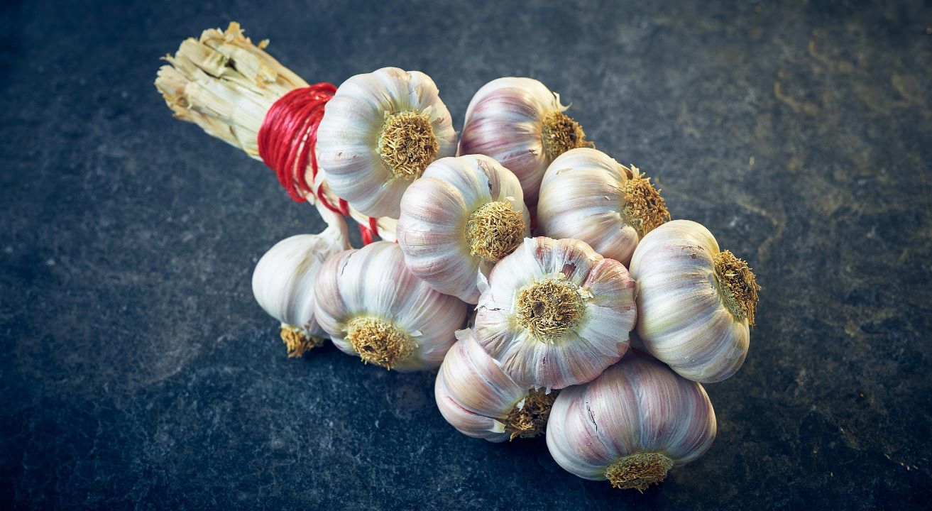 garlic